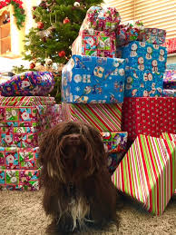 Chocolate havanese puppy, california havanese puppies, chocolate havanese puppies for sale, havanese puppies, havanese breeder california. Angie S Havanese Puppies California Havanese Puppy Breeder Deliver Nationally