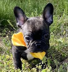 Get an in depth look at the french bulldog. Brindle French Bulldog Puppies For Sale In Usa Canada Australia