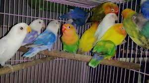 Maybe you would like to learn more about one of these? Burung Nuri Cinta Lovebird Fisher Warna Warni Youtube