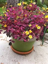 Explore hollyjazzz362's photos on flickr. Pin Em House Plants