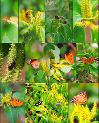 Image result for Excoecaria