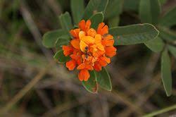 Image result for Eriosema lebrunii