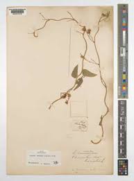 Image result for Decorsea schlechteri