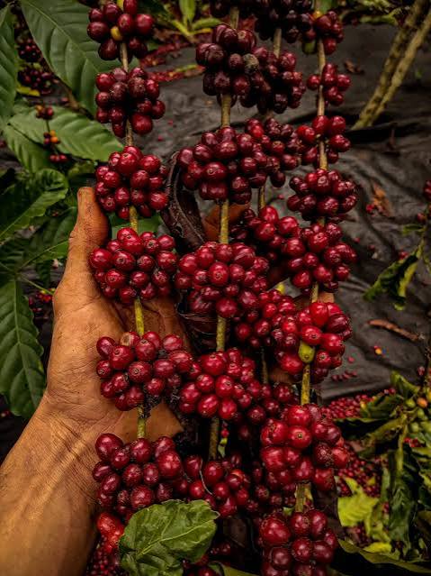 Oportunidade de ouro? Brasil pode ganhar espaço importante no mercado... - Notícias Agrícolas