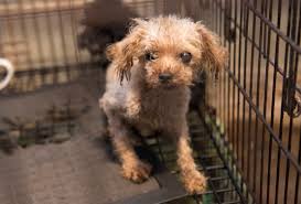 Maltese puppies for sale in iowa select a breed. Puppy Mill Cruelty Rears Its Head In Iowa A Humane World