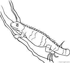 Includes lesson plans & study material resources. Iguana Coloring Pages Coloringall