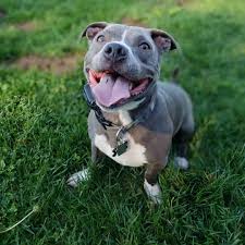 Armando christian pérez (born january 15, 1981), known professionally by his stage name pitbull, is an american rapper, singer, songwriter, brand ambassador, businessman, and philanthropist. Myths And Truths About The Pocket Pitbull K9 Web