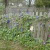 They can be trained to form a living fence or privacy screen, provide shade, or just add a wall of color. 1