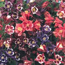 Image result for Aquilegia vulgaris Tower Mix