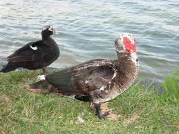 Learn what makes each one distinct and which ducks are which with these descriptions and photos. Invader Updater Focal Species