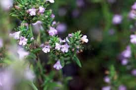 Image result for Micromeria imbricata