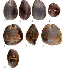 Image result for Paropsia