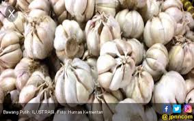 Tanaman bawang putih dapat tumbuh dengan suhu yang tinggi. Ketahuilah Ada Enam Efek Samping Mengonsumsi Bawang Putih Mentah Jpnn Com