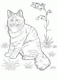 30 printable cat coloring pages your toddler will love. Cat Coloring Pages For Adults Best Coloring Pages For Kids Cat Coloring Page Cat Colors Animal Coloring Pages