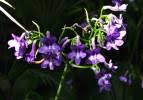 Image result for Streptocarpus milanjianus