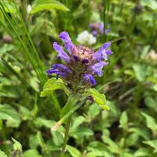 Image result for Chamaecrista polytricha