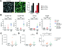Lung seng company limited dissolved. Direct Isolation Of Circulating Extracellular Vesicles From Blood For Vascular Risk Profiling In Type 2 Diabetes Mellitus Lab On A Chip Rsc Publishing Doi 10 1039 D1lc00333j