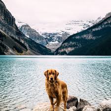 Human Takes His Dog On Epic Adventures Proves That Dogs Are The Best Travel Buddies Bored Panda