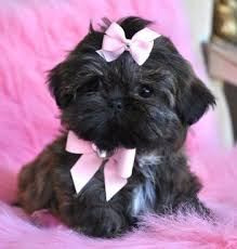 Cradled in the beautiful southern poconos, pennsylvania, they are. Imperial Shihtzu Puppy Cute Cute Cute Shih Tzu Cute Dogs Animals Beautiful