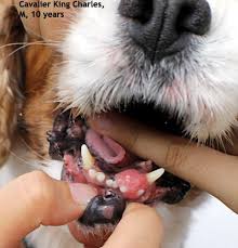 The warning signs of cancer in dogs are very similar to that in people. Cancer And The Cavalier King Charles Spaniel