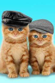 Talking Cats For Android Apk Download