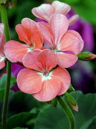 Pin On Flowers