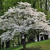 This tree has repeatedly been nominated as the best small deciduous. Https Encrypted Tbn0 Gstatic Com Images Q Tbn And9gcqzvhd4kdnxcybke1absajdufving2eyvnejr1kci1ycci6vcy5 Usqp Cau