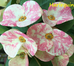 Image result for Euphorbia unicornis