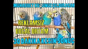 muhabbet kusu sesleri cildiracak muhabbet kusu kizistirma sesi indir mp3 indir dinle