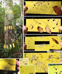 Image result for Canarium madagascariense