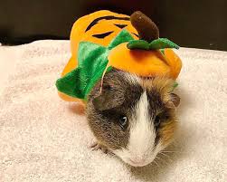 Then, once your guinea pig is wet, slather it with shampoo and rise it off. Get Your Guinea Pig Costumed For Trick Or Treat If You Can Heraldnet Com