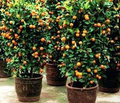 Hal ini dapat dijadikan alternatif untuk mengisi waktu senggangmu di rumah. Jenis Tanaman Buah Buahan Yang Dapat Ditanam Di Pot Kecil Garden Center