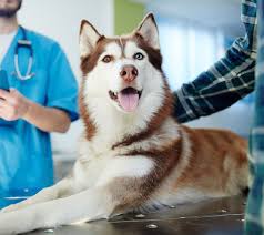 Vaccinations clinic in arlington, tx. Low Cost Vet In Arlington Tx Dr Mike S Affordable Vet Care