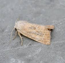 Image result for Photedes extrema