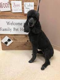 Pets may not show the same symptoms of pain as people do; Family Pet Hospital Clarksville Tn