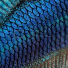 Pin By Miah Graceness On Fairytales Peter Pan Patterns In Nature Fish Scales Fish Art