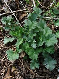 Image result for Eriosema pentaphyllum