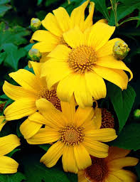 Image result for Tithonia