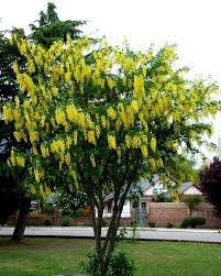 Para ello, se llevó a cabo una ceremonia protocolar a cargo de la municipalidad distrital de la zona. Laburnum Anagyroides Lluvia De Oro Arboles Urbanos