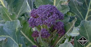 Broccoli stored in the fridge should stay fresh for up to 5 days. How To Grow Purple Sprouting Broccoli Gardening Channel