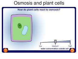 Osmosis is one of the most important ways by which plants and animals achieve homeostasis. Ppt It S A Green World Powerpoint Presentation Free Download Id 3108013