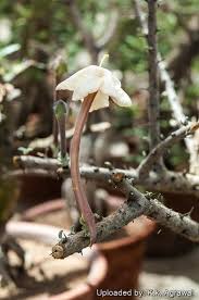 Image result for Sesamothamnus lugardii