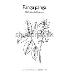 Image result for Millettia stuhlmannii