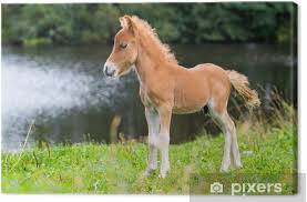 El indecopi resolvió en primera instancia administrativa contra saga falabella y circus grey por la difusión de una pieza publicitaria. Leinwandbild Falabella Mini Pferd Fohlen Pixers Wir Leben Um Zu Verandern