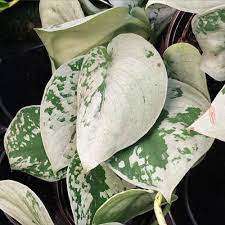 Reduto.com has been visited by 100k+ users in the past month Scindapsus Pictus Argyraeus Smaller Leaves That Lay Flat Variegation Appears Sparser Scindapsus Pictus Exot Philodendron Philodendron Silver Satin Pothos