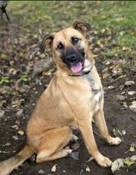 Pit German Shepherd Bull Mastiff Mix This Is What My Dog Is And I Love Her German Shepherd Mix Mastiff Mix German Shepherd Lab Mix