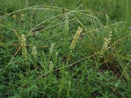 Image result for Tragus koelerioides