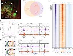 We did not find results for: Terminal Flower 1 Fd Complex Target Genes And Competition With Flowering Locus T Nature Communications
