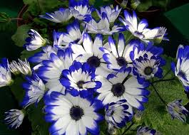 Check spelling or type a new query. Colourful Indian Blooms Brighten Up Falls N Winter Blooms Only Pune Blog Fresh Flowers Across Pune