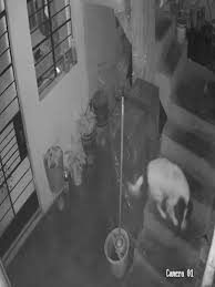 A brave dog in Peru diffused a stick of dynamite that was thrown into the  yard of his owner, journalist Carlos Alberto Mesías Zárate, according to  local media. Security cameras caught the dog, ...